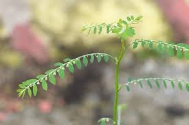 Image result for Phyllanthus fraternus