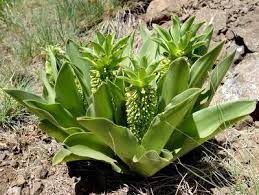 Image result for Eucomis autumnalis