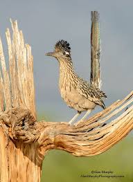 Birds Of The Southwest United States Pin On Acrylic And Oil Painting Tutorials And Ideas