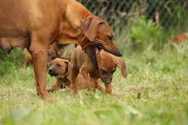 Image result for rhodéský ridgeback
