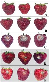 If you are planting in containers, use a pot that is at least 18 inches across and at least 1 foot deep. Antifungal Properties Of Volatile Organic Compounds Produced By Daldinia Eschscholtzii Mflucc 19 0493 Isolated From Barleria Prionitis Leaves Against Colletotrichum Acutatum And Its Post Harvest Infections On Strawberry Fruits Peerj