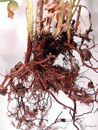 Phytophthora root rot, often caused by improper watering, is a fungal disease that. Raspberry Rubus Spp Crown And Cane Gall Pacific Northwest Pest Management Handbooks