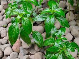 Merasakan sakit atau nyeri pada area perut bagian kanan atas, tengah dan di bawah dada secara. Inilah 7 Manfaat Daun Sambiloto Untuk Kesehatan