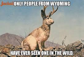 How To Make An Interesting Art Piece Using Tree Branches Ehow Jackalope Animals Desert Animals