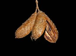 Image result for Schrebera