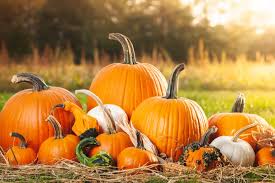 With that said however, there are ways to help preserve carved pumpkins for up to seven days or more. How To Make Pumpkins Last All Fall Preserving Whole Carved Pumpkin
