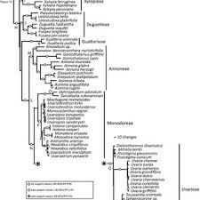 Image result for Dielsiothamnus divaricatus