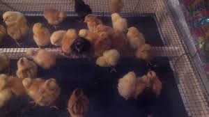 Ziua unui copil este o ocazie specială nu doar pentru părinți, dar și pentru oamenii din jurul său. Cum Se Cresc Puii De Gaina De O Zi How To Raise Day Old Chicks Youtube