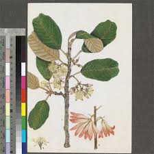 Image result for Monotes engleri