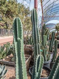 Check spelling or type a new query. Peruvian Apple Cactus Desert Horizon Nursery