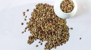 Image result for Macrotyloma uniflorum