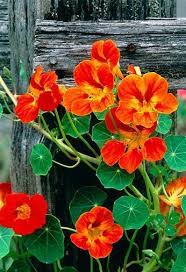 42 Flowers You Can Eat Beautiful Flowers Planting Flowers Plants