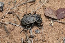 Image result for Hirpicium bechuanense