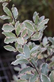 Image result for Pittosporum tenuifolium