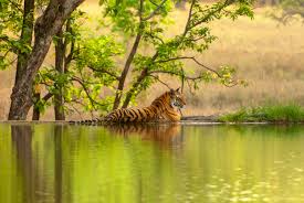 book tiger safari in india