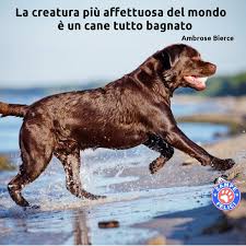 Legge un testo e inserisce a braccio molte frasi con particolare severità. Frasi Sui Cani Le Piu Belle Citazioni Di Sempre
