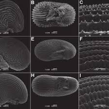 Image result for Corbichonia decumbens