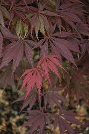 Burgundy Lace Japanese Maple Acer Palmatum Burgundy Lace At Buchanan S Native Plants Japanese Maple Burgundy Lace Japanese Maple Tree