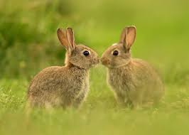 Image result for wild rabbits