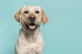 Vitalife Reviews Keeping Your Dog Healthy By Vitalife Medium