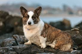 Searching for puppies for sale near you? Cardigan Welsh Corgi Puppies For Sale From Reputable Dog Breeders