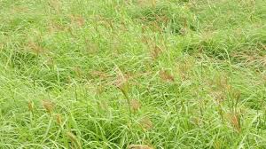 Image result for Coptosperma rhodesiacum