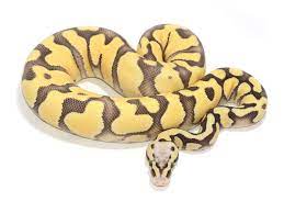 Super Pastel Enchi Desert Ghost Morph List World Of Ball Pythons Ball Python Cute Snake Ball Python Morphs