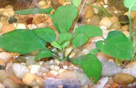 En aquariophilie un substrat désigne tout ce qui peut servir de support aux plantes aquatiques, aux végétaux ou aux algues. 10 Plantes D Aquarium Sans Substrat