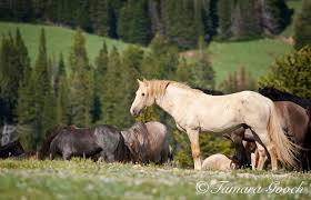 Blm Decision To Remove Young Pryor Mustangs Issued Tuesday S Horse