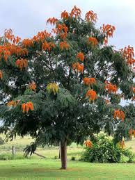 Image result for Colvillea