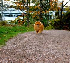 Hösthälsningar från Herman