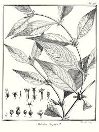 Image result for Sabicea