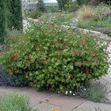 Check spelling or type a new query. Dropmore Scarlet Trumpet Honeysuckle Lonicera X Brownii Dropmore Scarlet In Columbus Dublin Delaware Grove City Gahanna Bexley Ohio Oh At Oakland Nurseries Inc