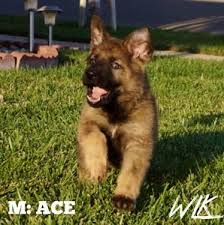 We at akc german shepherds home raise each puppy with love and care and ensure that it is of the best quality when it comes to training. Working Line Akc German Shepherd Puppies For Sale In Gold River California Classified Americanlisted Com