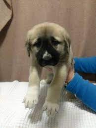 Great pyrenees anatolian puppies $377 (txk > marshall) hide this posting restore restore this posting. Anatolian Shepherd Puppy For Sale In Asheville Nc Adn 64130 On Puppyfinder Com Gender Male A Anatolian Shepherd Puppies Puppies For Sale Anatolian Shepherd