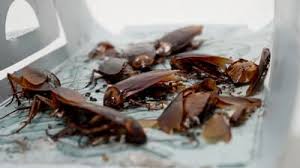 How to get cockroaches out of house. How To Lure Cockroaches Out Of Hiding Cockroach Zone