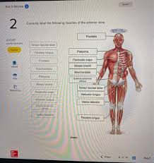 Almost every muscle constitutes one part of a pair of identical bilateral. Solved Saved Test 3 Review Correctly Label The Following Chegg Com