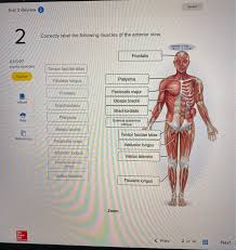 This muscle is divided into three named parts: Solved Saved Test 3 Review Correctly Label The Following Chegg Com