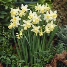 Daffodil Narcissus Lemon Drops Bulb Flowers Narcissus Spring Flowering Bulbs