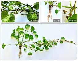 Image result for Centella asiatica