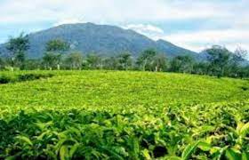 Nomor hp pengelola kebun teh cipasung majalengka : Pesona Keindahan Obyek Wisata Perkebunan Teh Cipasung Di Lemahsugih Majalengka Jawa Barat Ihategreenjello