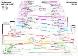 Image result for Agelanthus sansibarensis