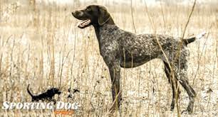 Mastador puppies ($500 rehoming fee). German Shorthaired Pointer Sporting Dog Pro