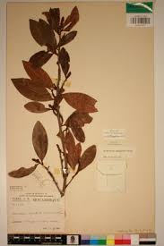 Image result for Erythroxylum emarginatum