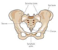 A connective tissue that is more flexible than bone and that gives support to some parts of the body. The Sacrum And Coccyx