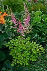 Astilbe Bloom Season Hybrids Mighty Chocolate Cherry Plant Zone