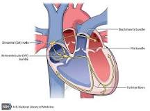 Image result for icd 10 code for tachybradycardia syndrome