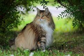 The norwegian forest cat is a large breed from norway where it is called norsk skogkatt. The Norwegian Forest Cat A Surprisingly Unknown Breed My Animals