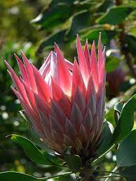 King Protea Flower Flowers Protea Flower Tropical Flower Plants