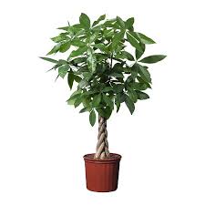 4,069 likes · 58 talking about this. Pokok Membawa Tuah Untuk Rumah Dan Pejabat Myrokan